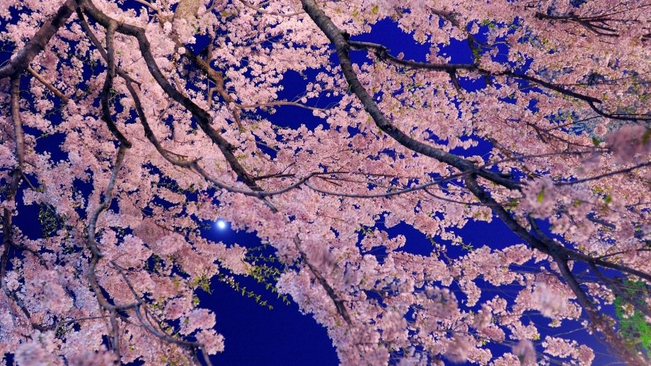 Обои sakura blossom wallpaper engine