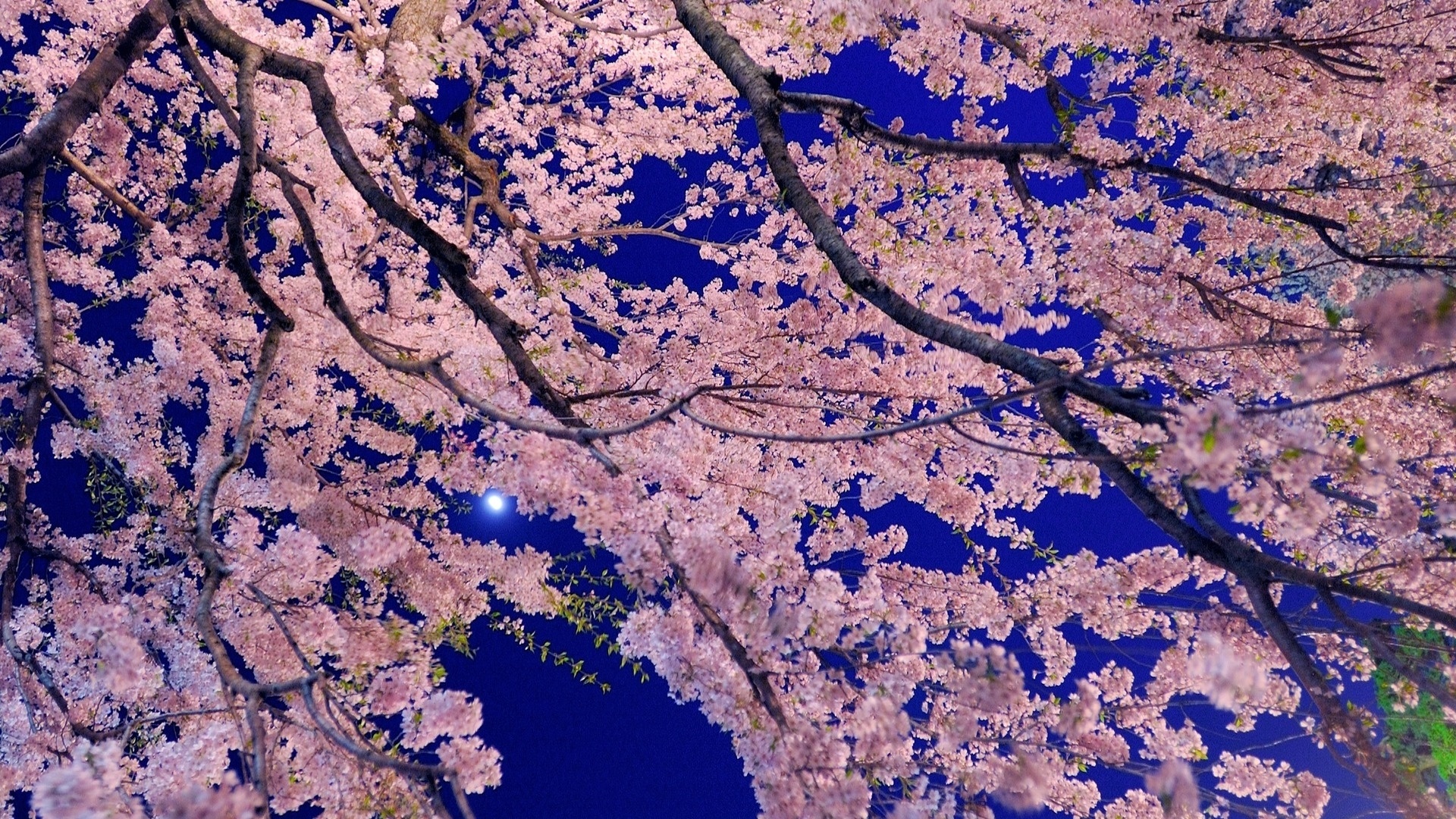 Sakura Blossom computer wallpaper