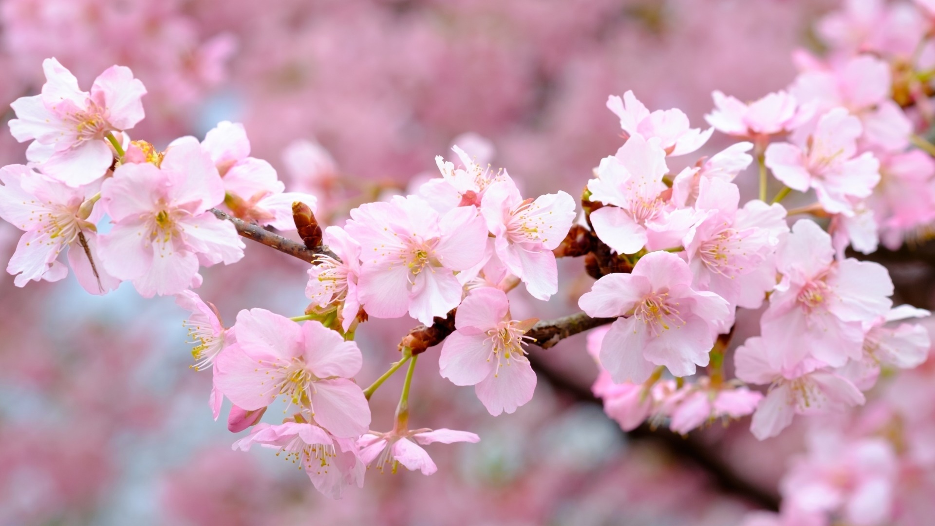 Sakura Blossom wallpaper for computer