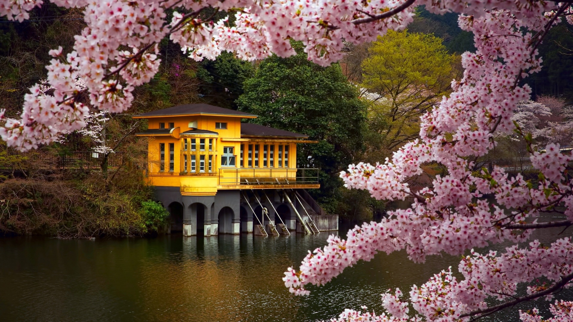 Sakura Blossom Wallpaper