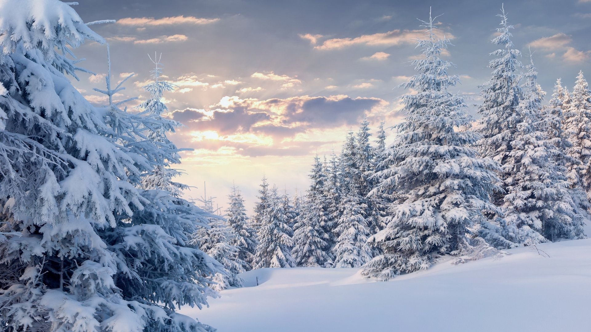 Snow Forest HD Wallpaper