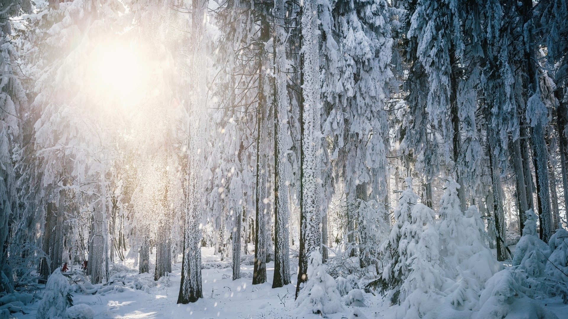 Snow Forest HD Wallpaper