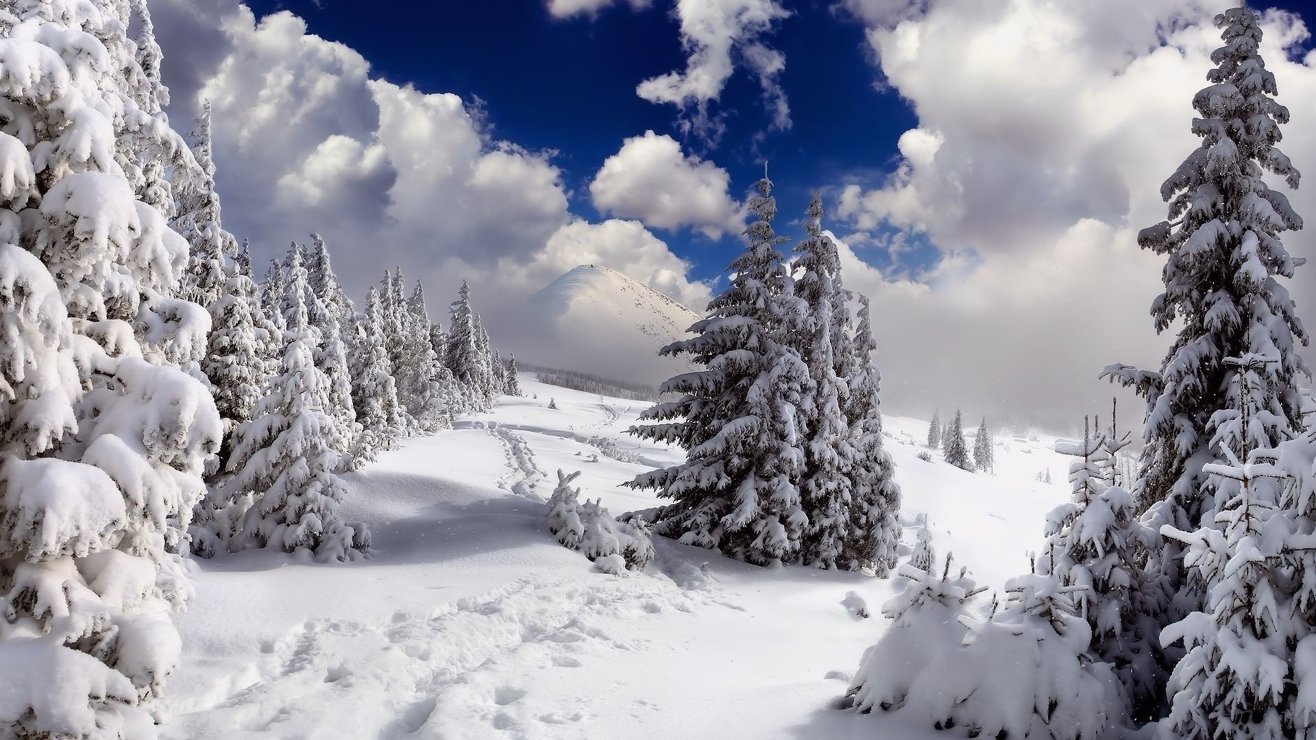 Snow Forest Desktop Wallpaper