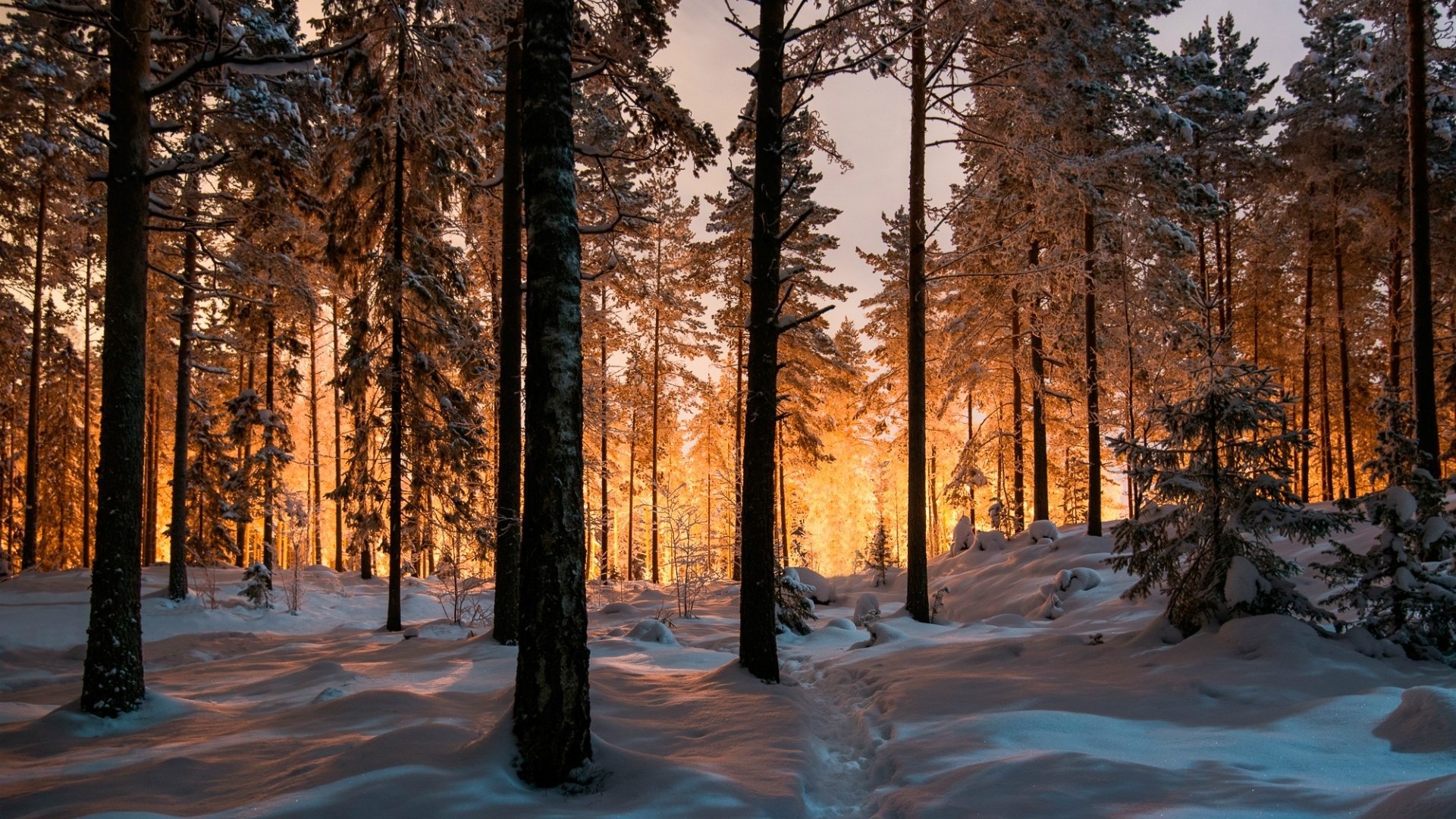 Snow Forest Image