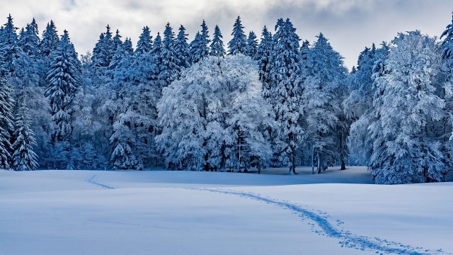 Snow Forest Wallpaper theme