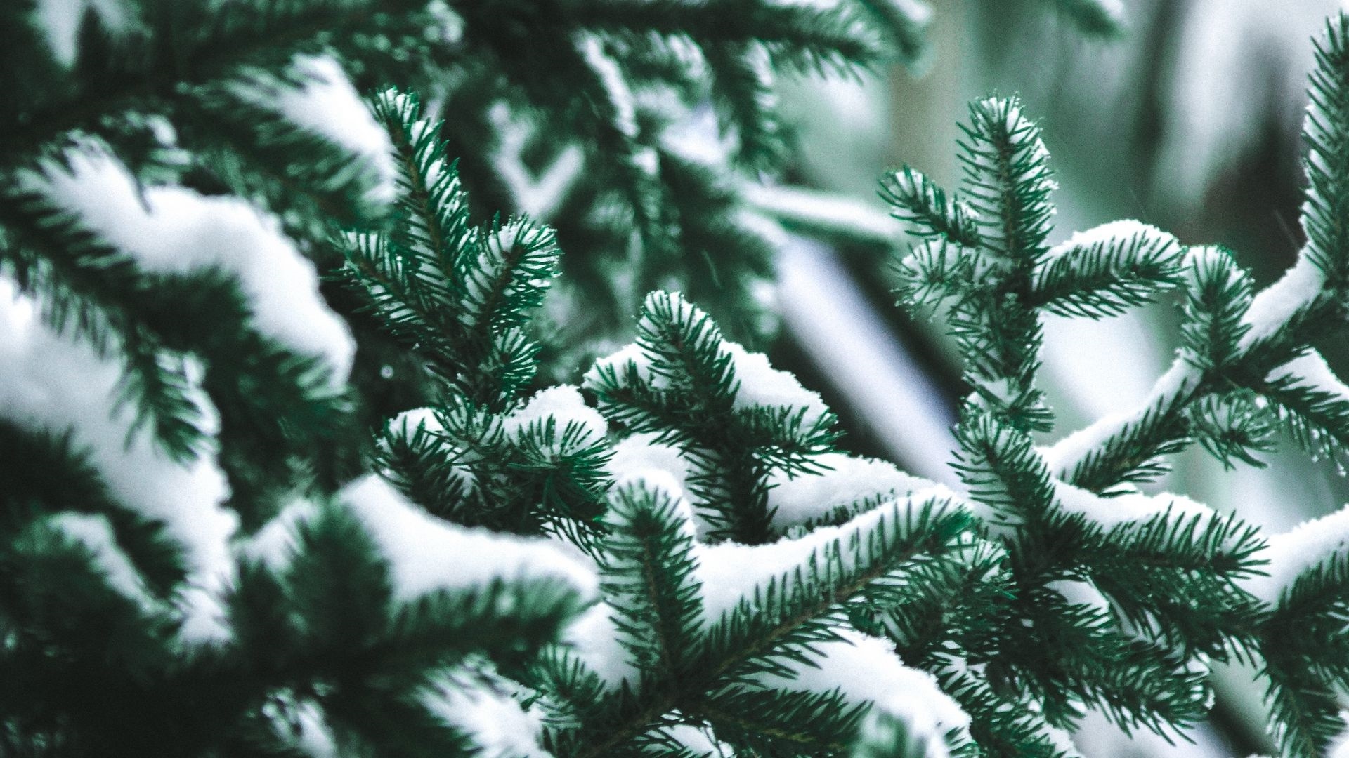 Spruce Branches Wallpaper