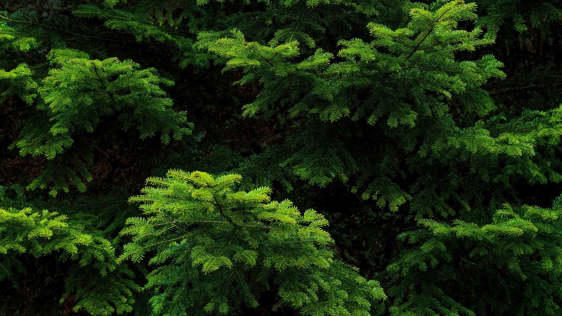 Spruce Branches Pic