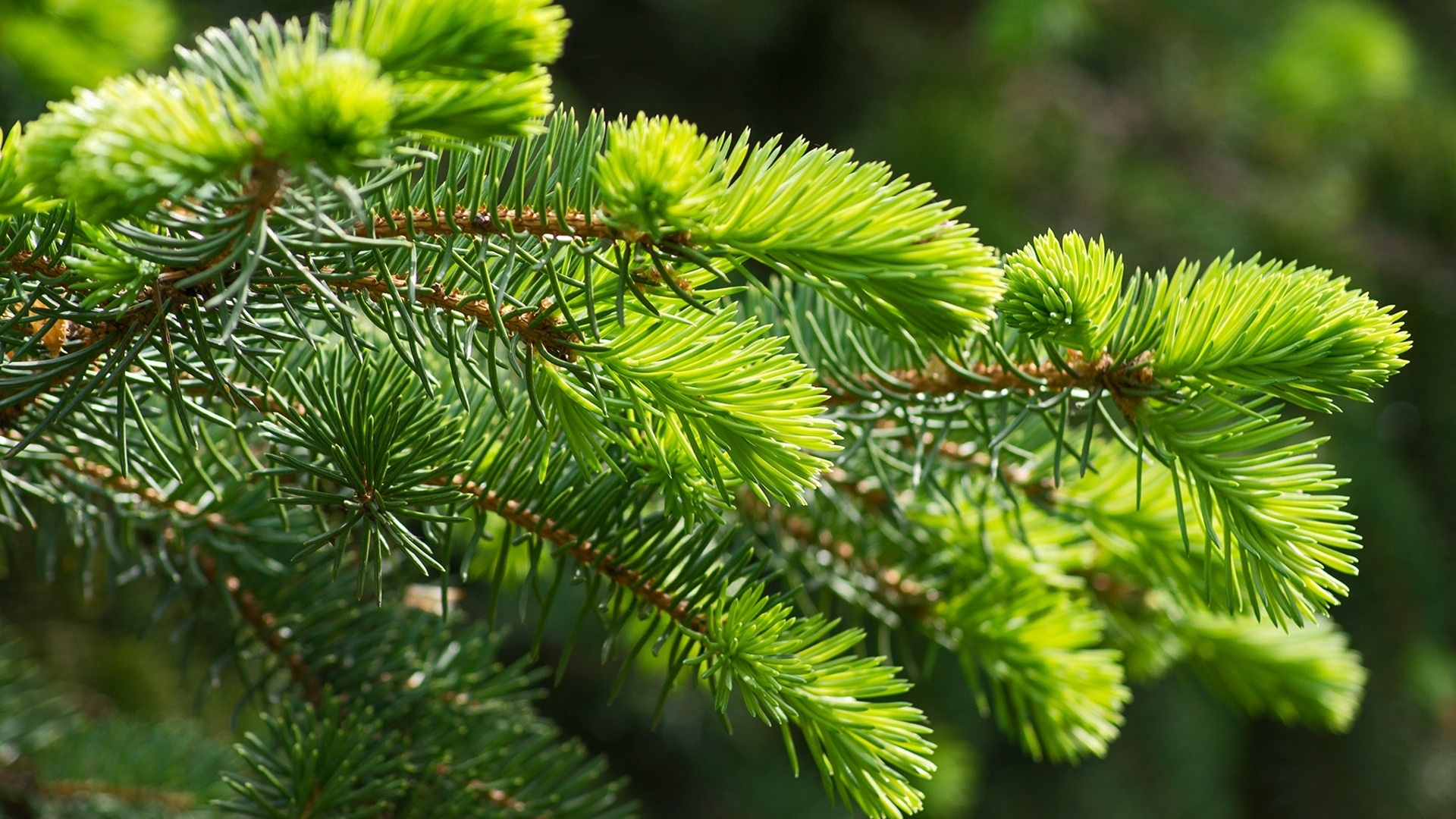 Spruce Branches Wallpaper