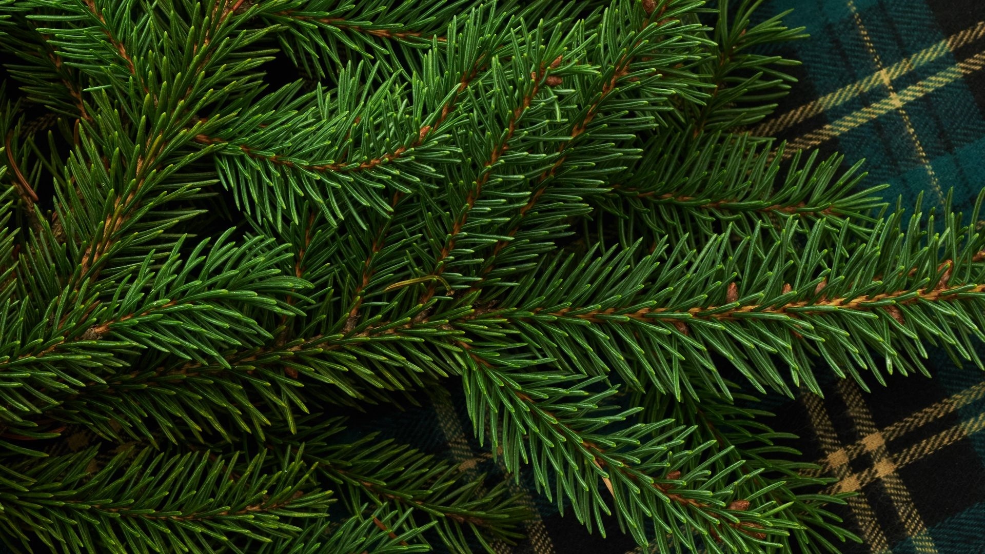 Spruce Branches HD Wallpaper