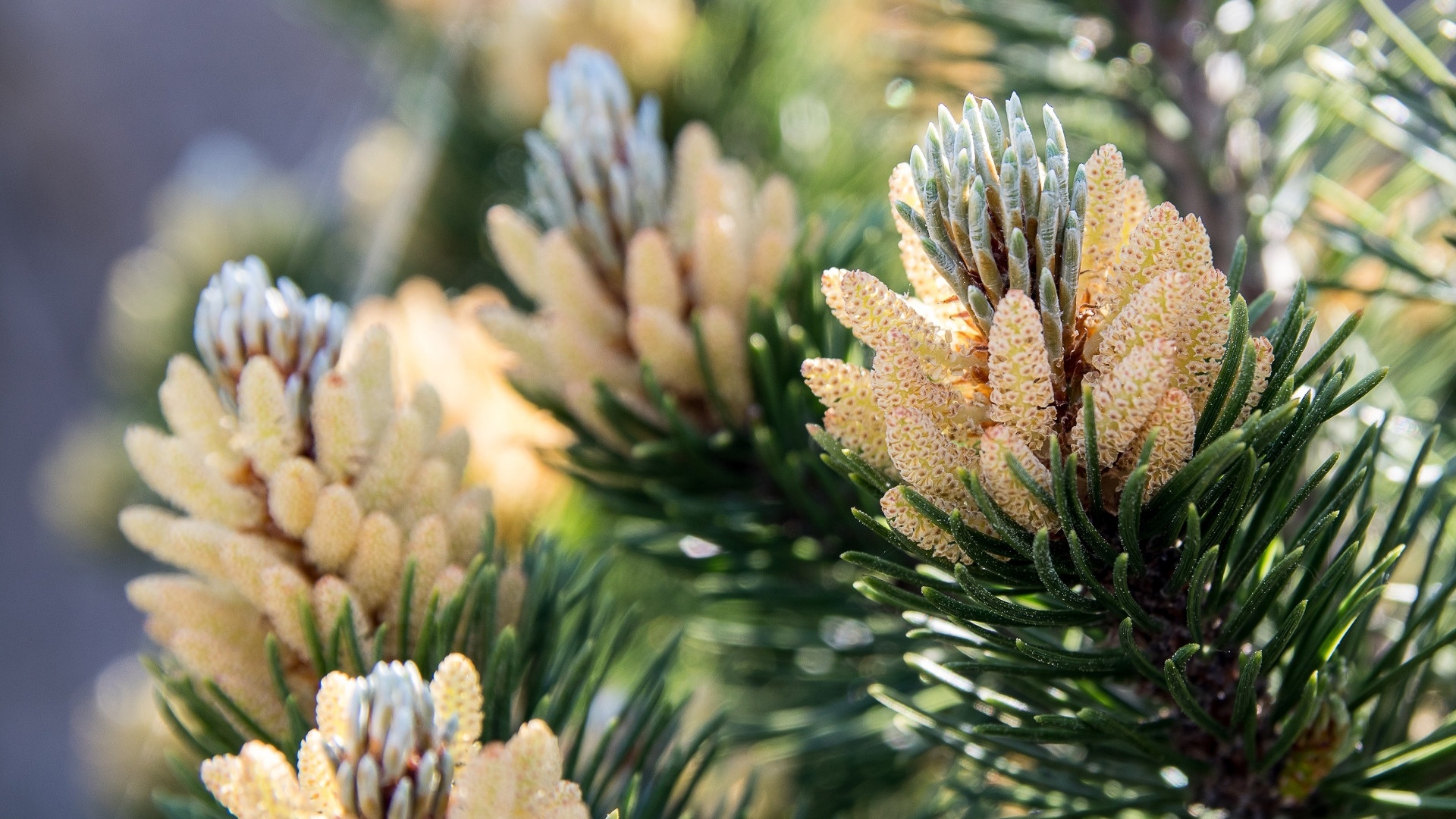 Spruce Branches wallpaper for pc