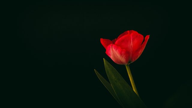 27 Tulip Minimalist Wallpapers - Wallpaperboat