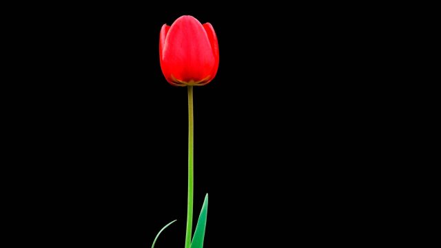 27 Tulip Minimalist Wallpapers - Wallpaperboat