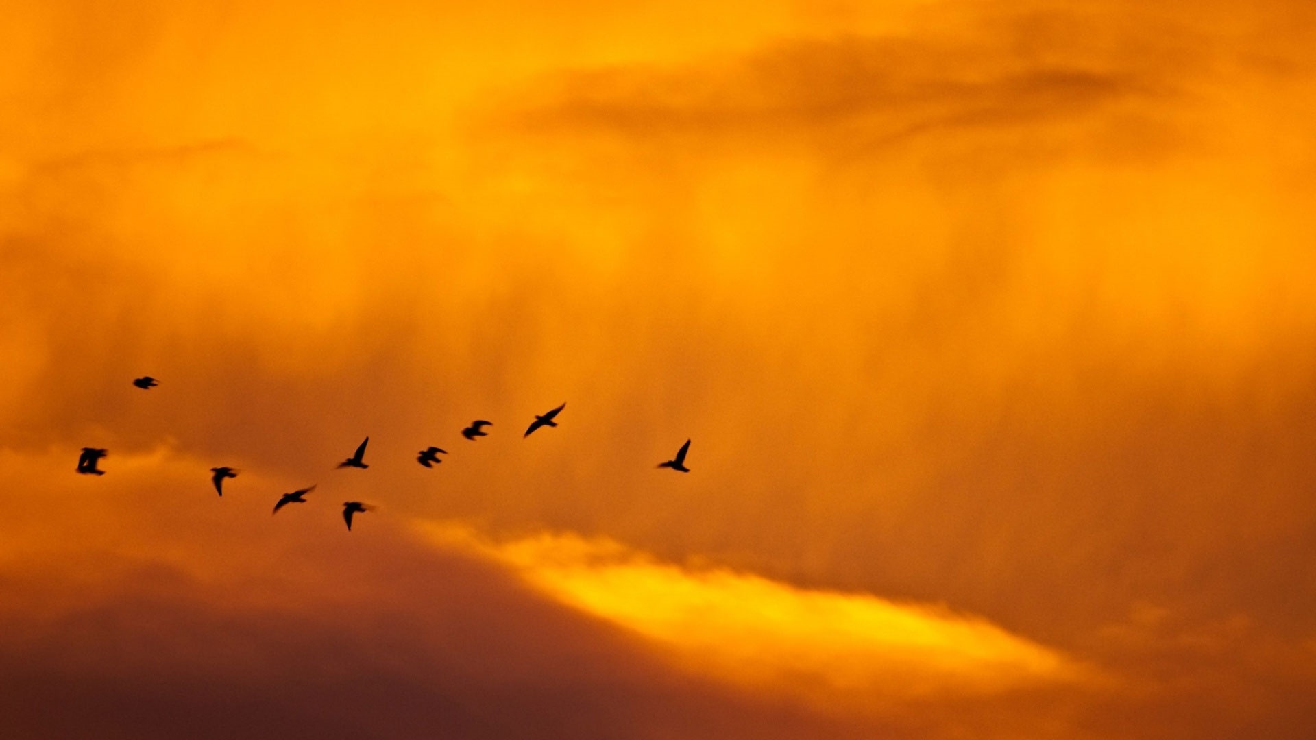 Wedge Birds In The Sky Desktop Wallpaper