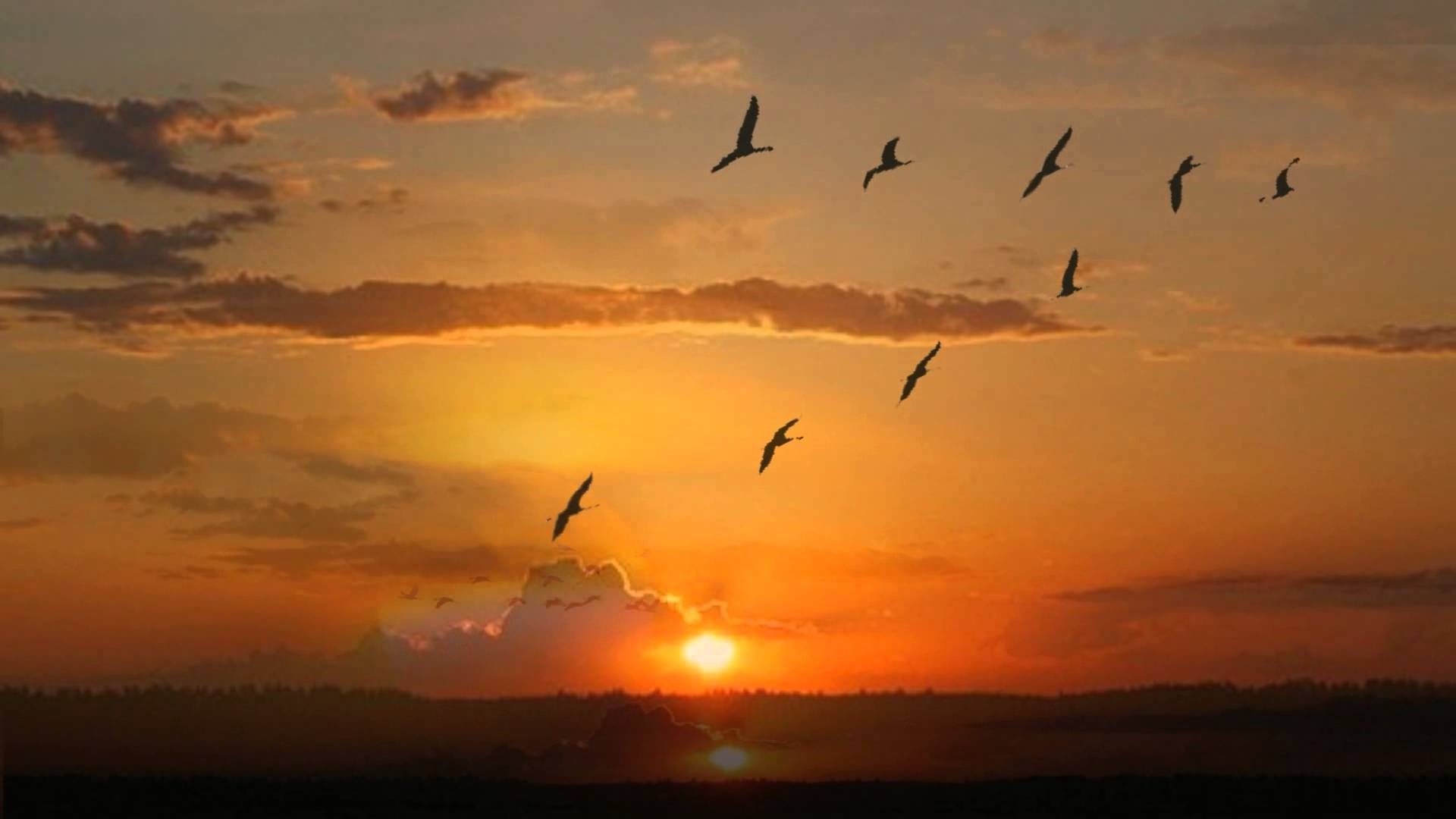 Wedge Birds In The Sky HD Wallpaper