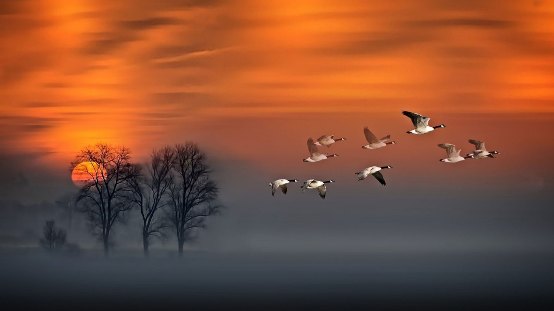 Wedge Birds In The Sky Image