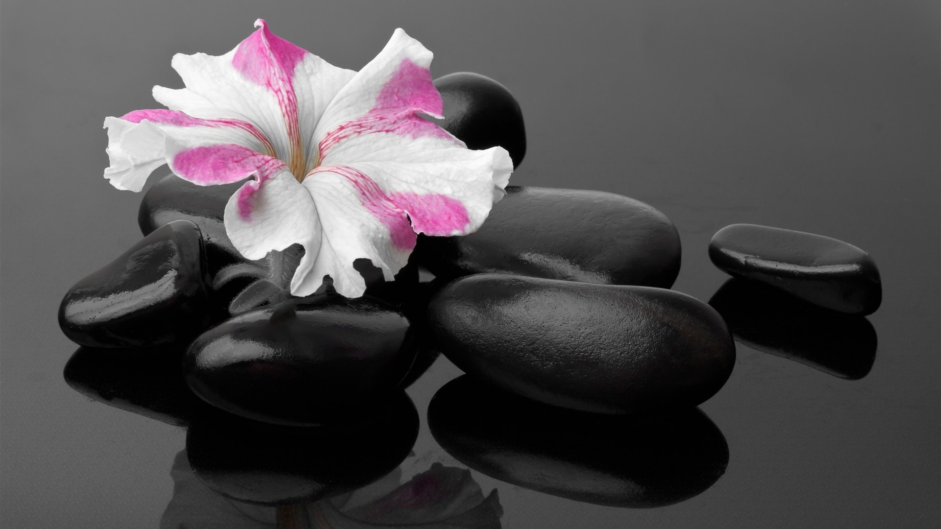Flower And Stones Picture