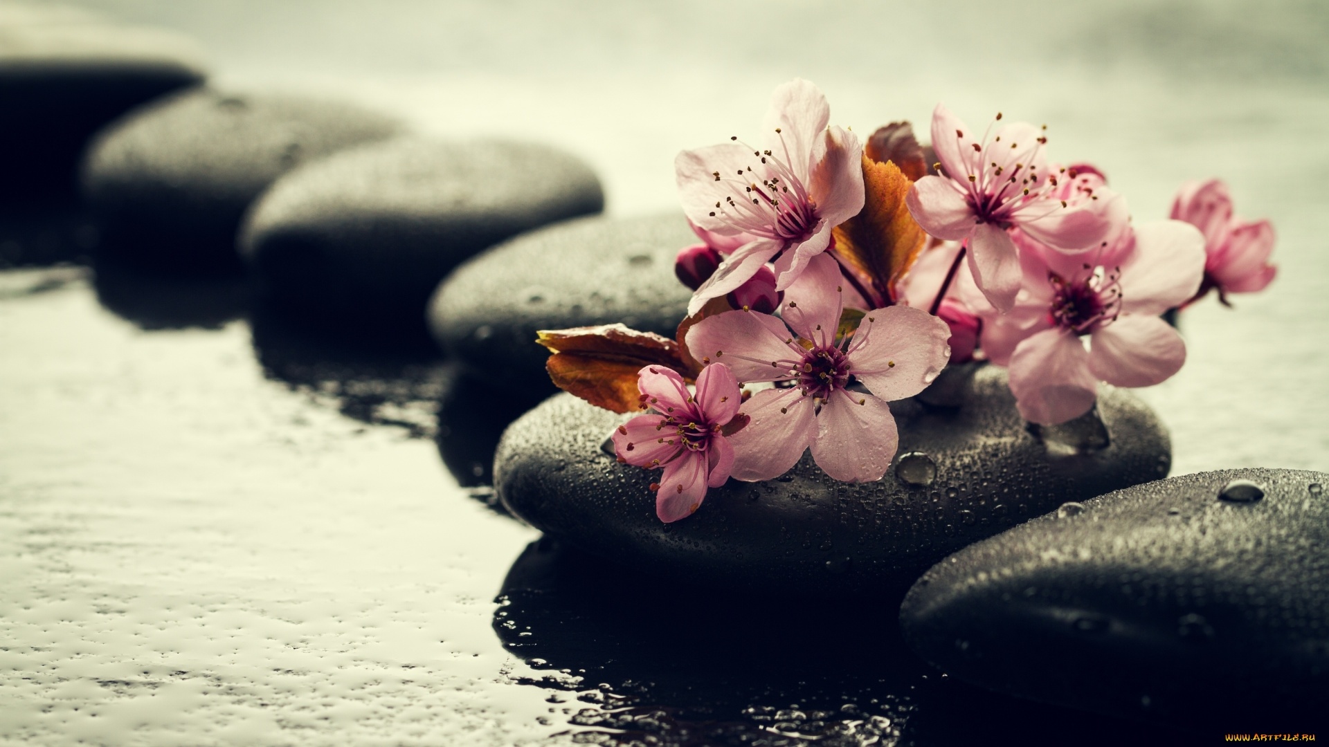 Flower And Stones Wallpaper