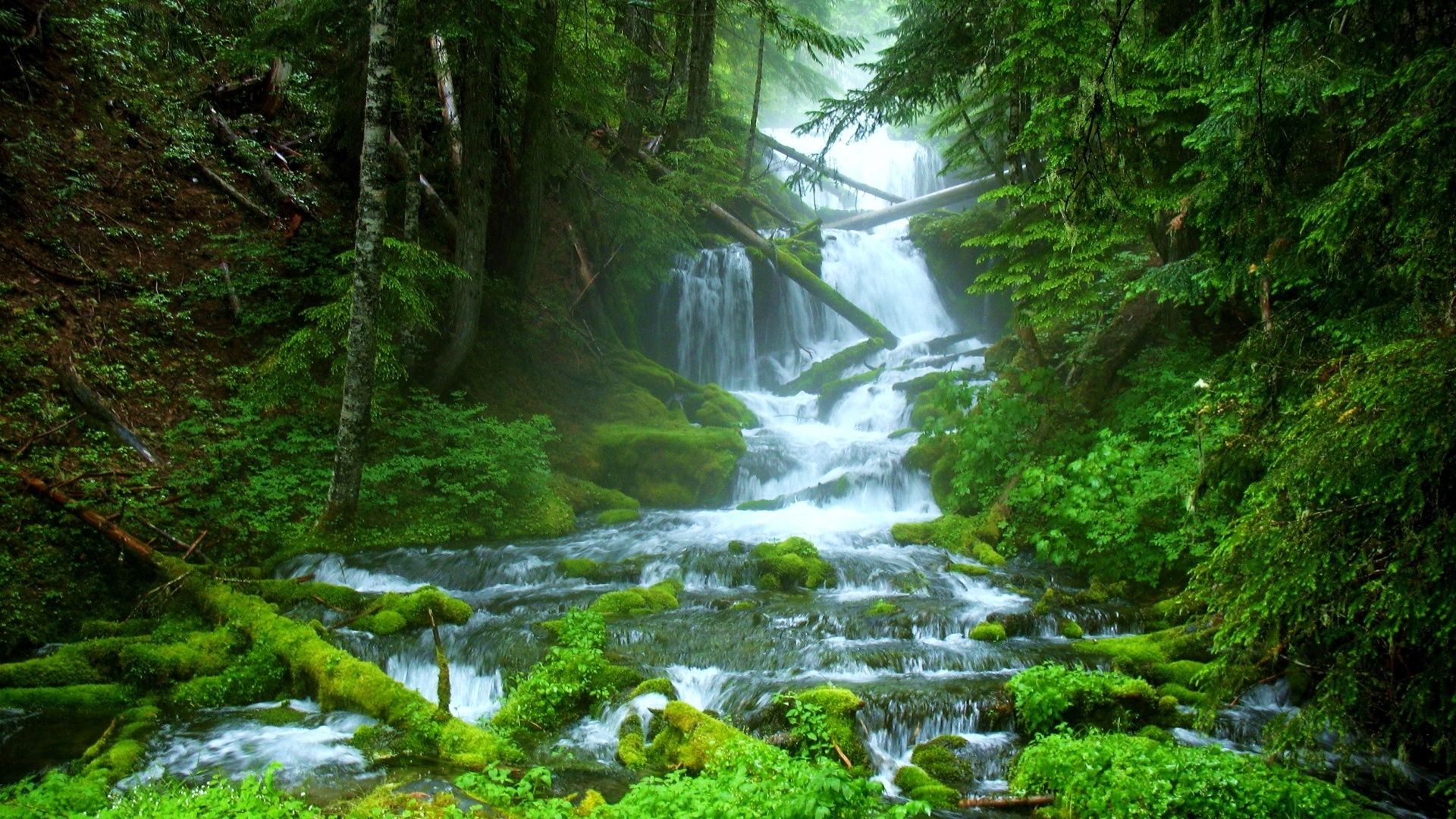 Forest Waterfall Image