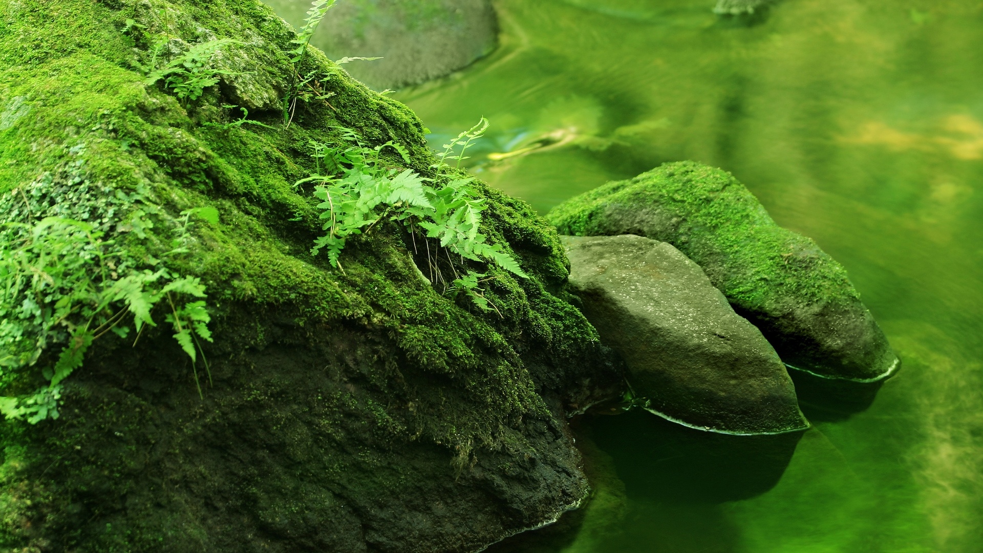 Stones And Moss wallpaper for pc