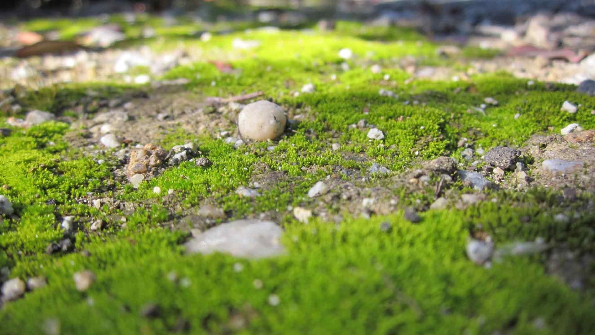 Stones And Moss wallpaper for pc