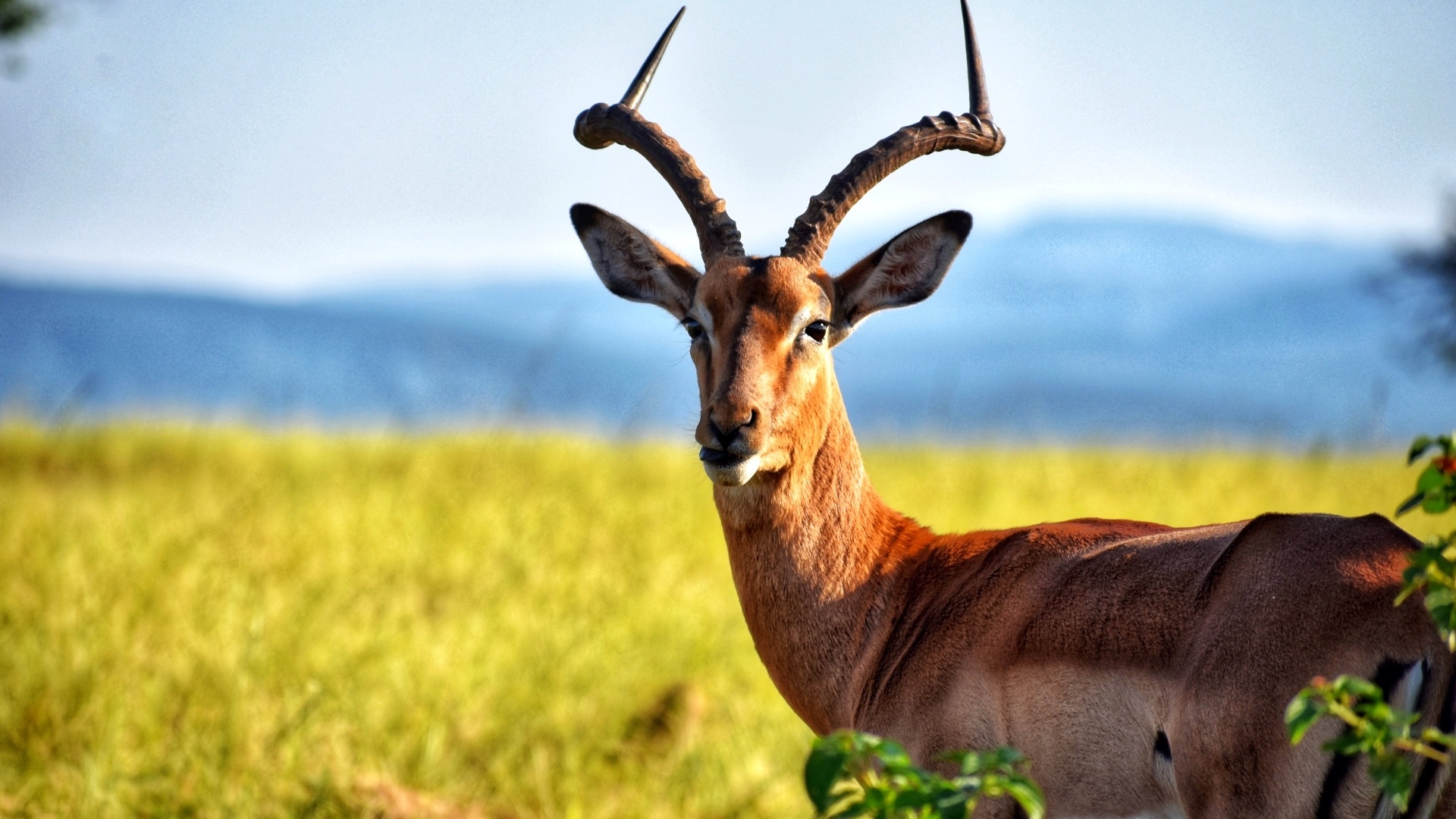 Antelope Pic