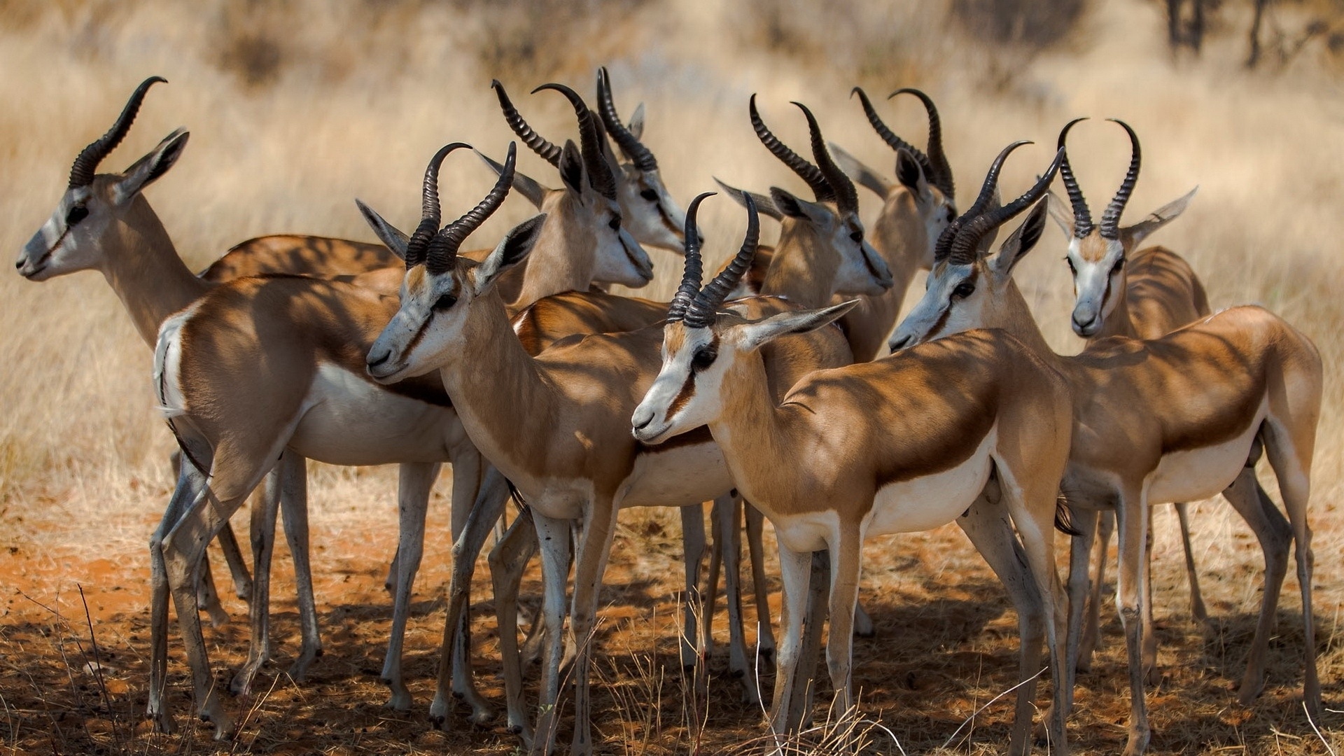 Antelope Pic