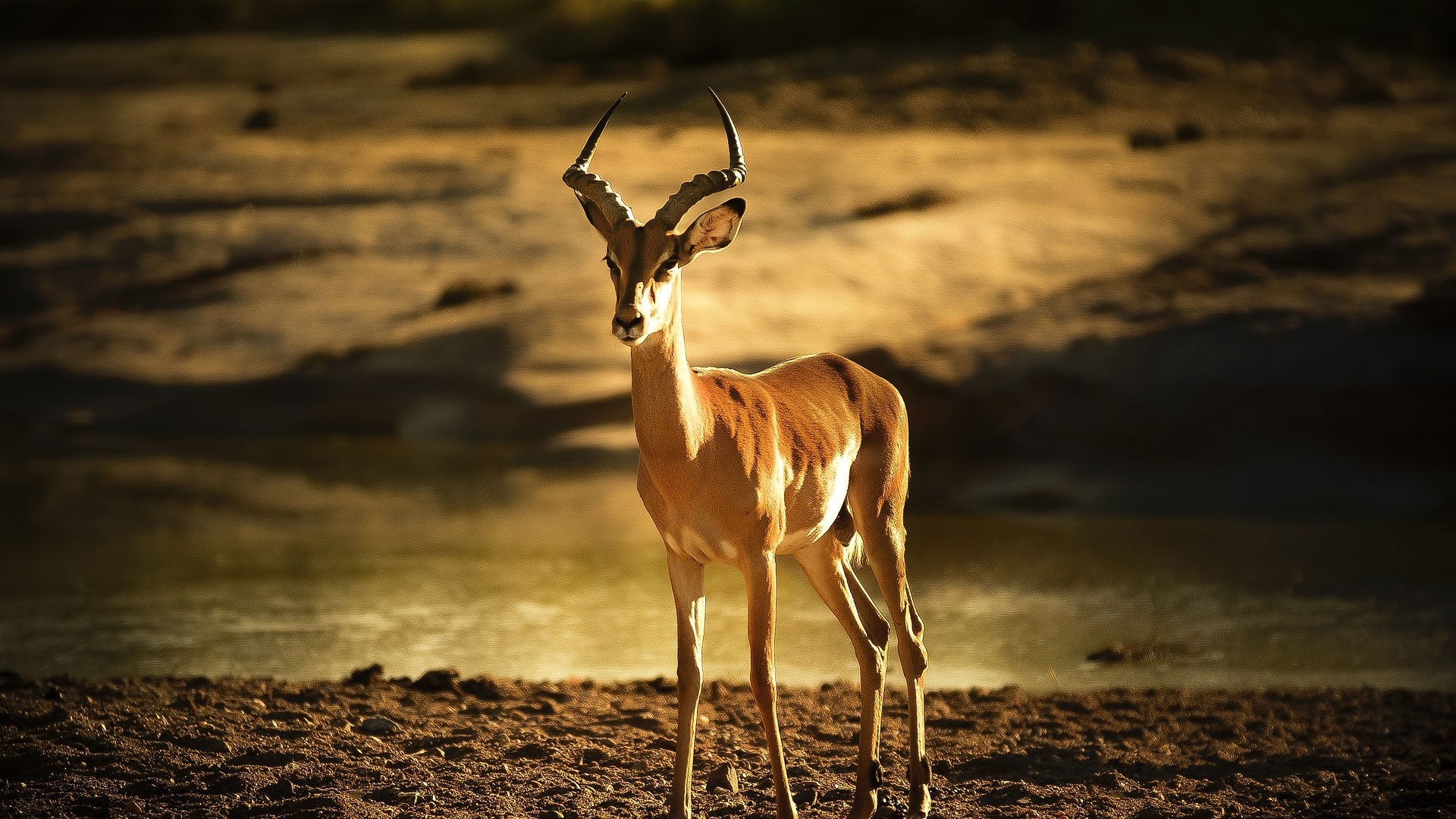 Antelope HD Wallpaper