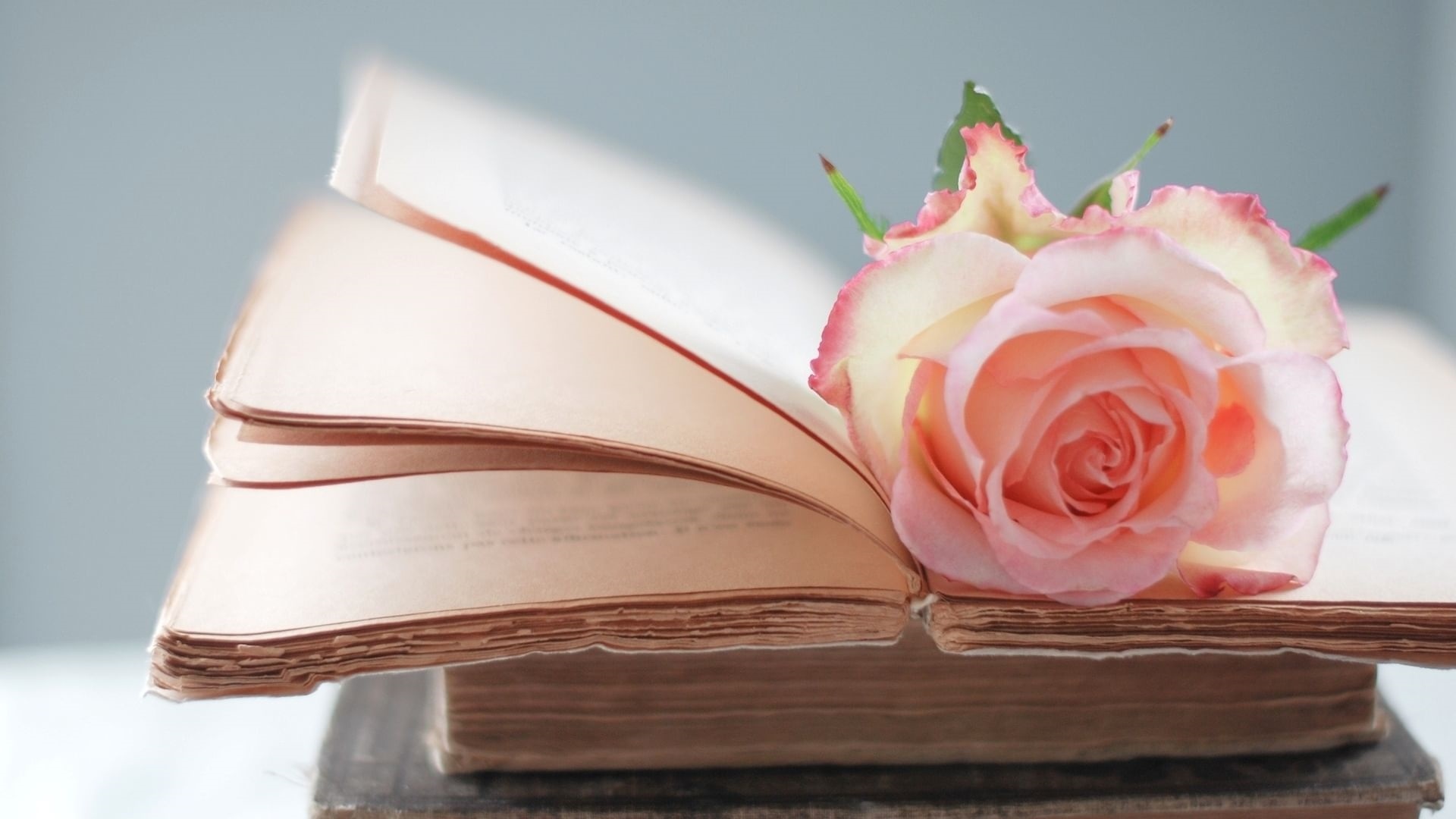Book And Flower Picture