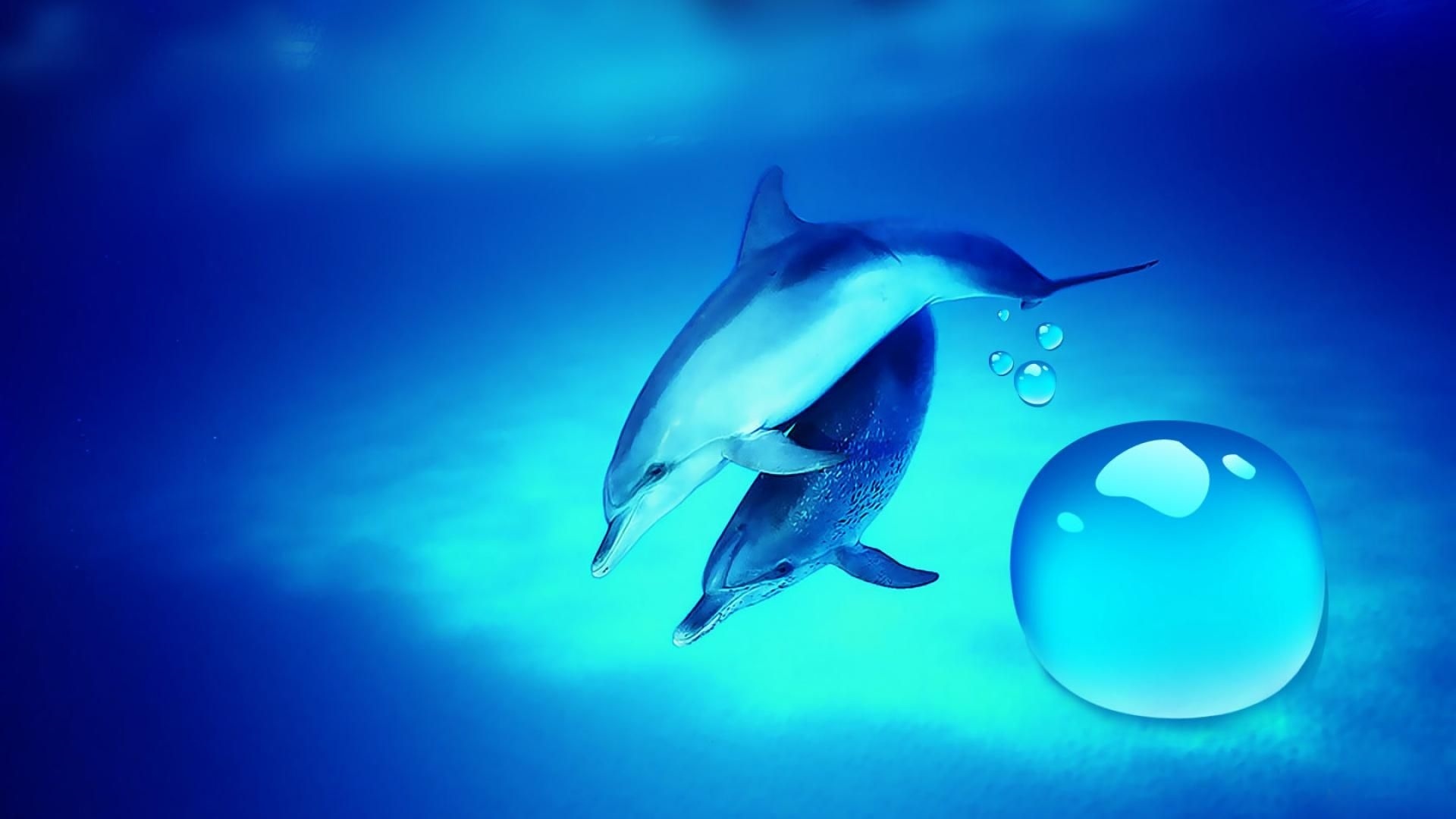 17 Dolphin Wallpapers - Wallpaperboat
