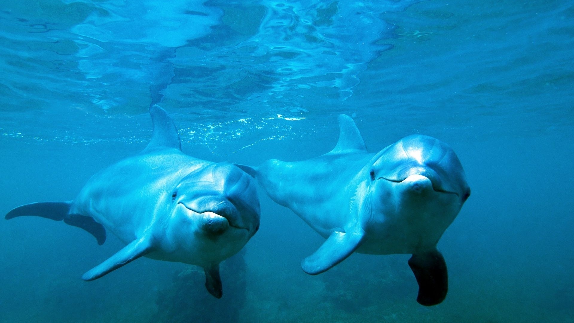 Dolphin Picture