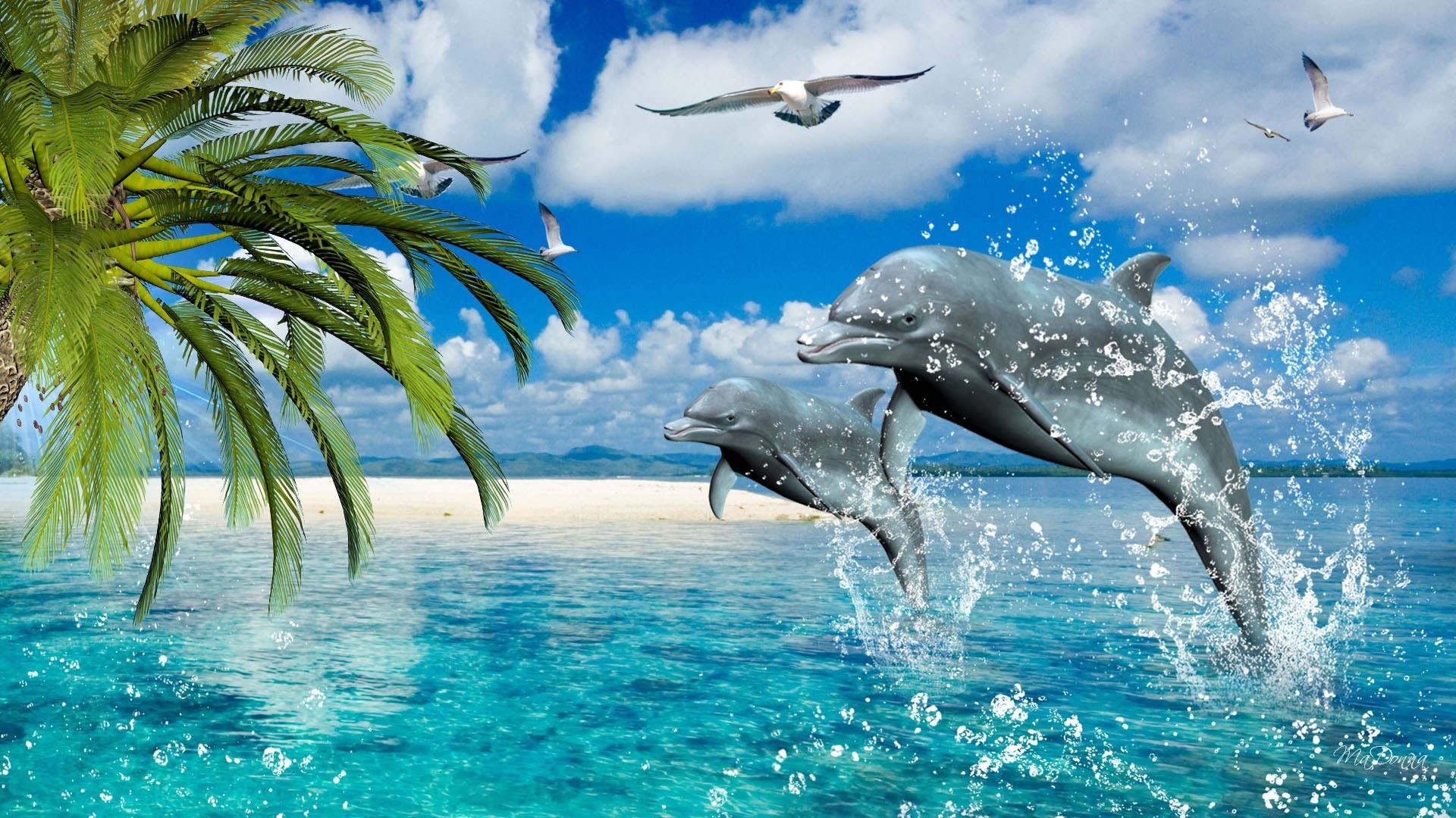 Dolphin wallpaper for computer