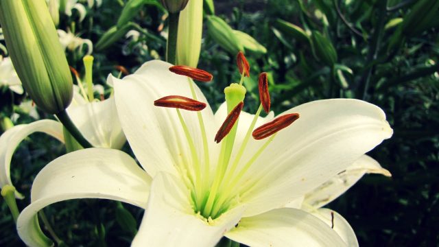 18 Lily Flower Wallpapers - Wallpaperboat