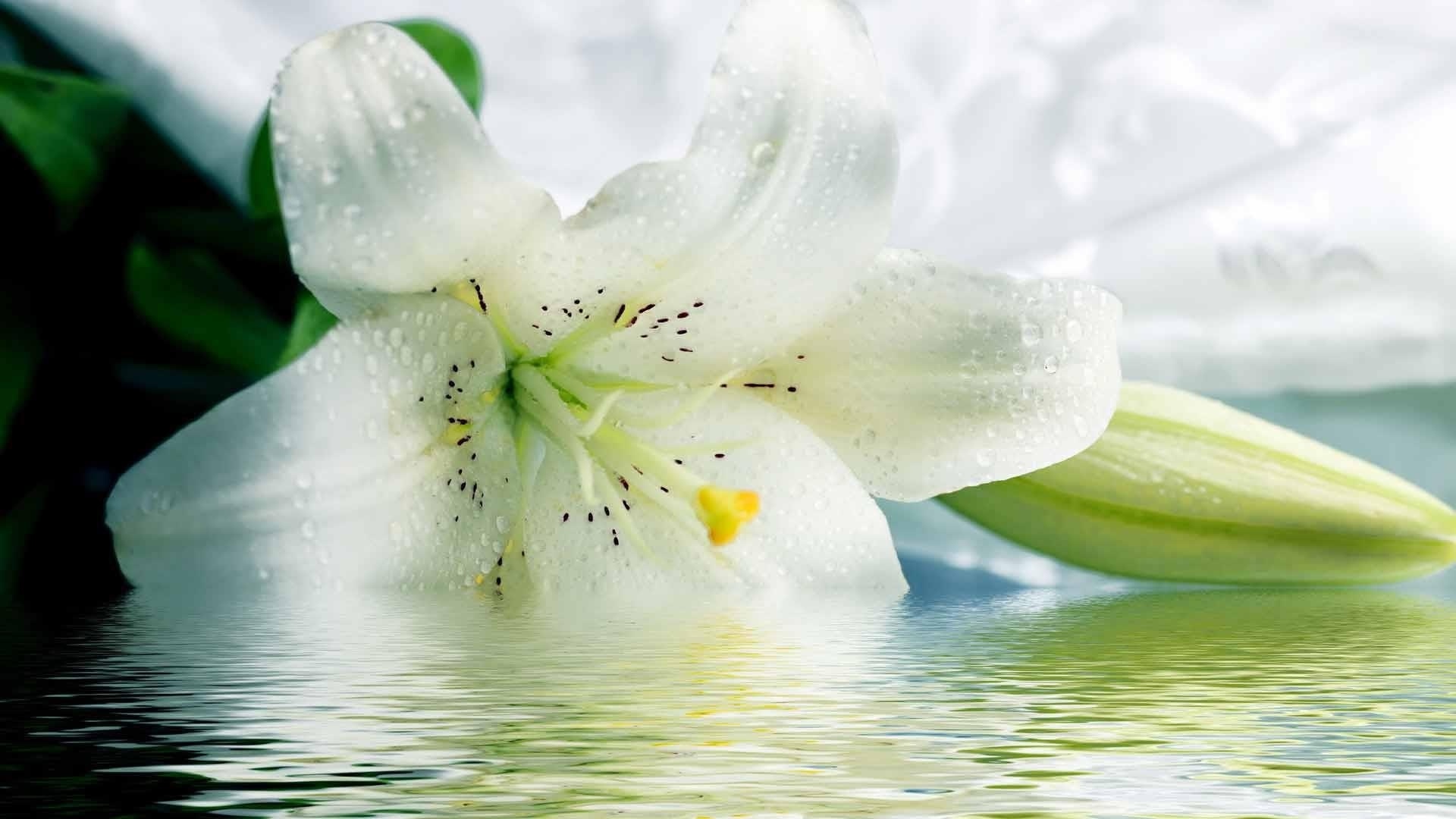 Lily Flower Picture