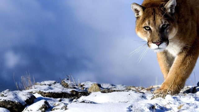 12 Mountain Lion Wallpapers - Wallpaperboat