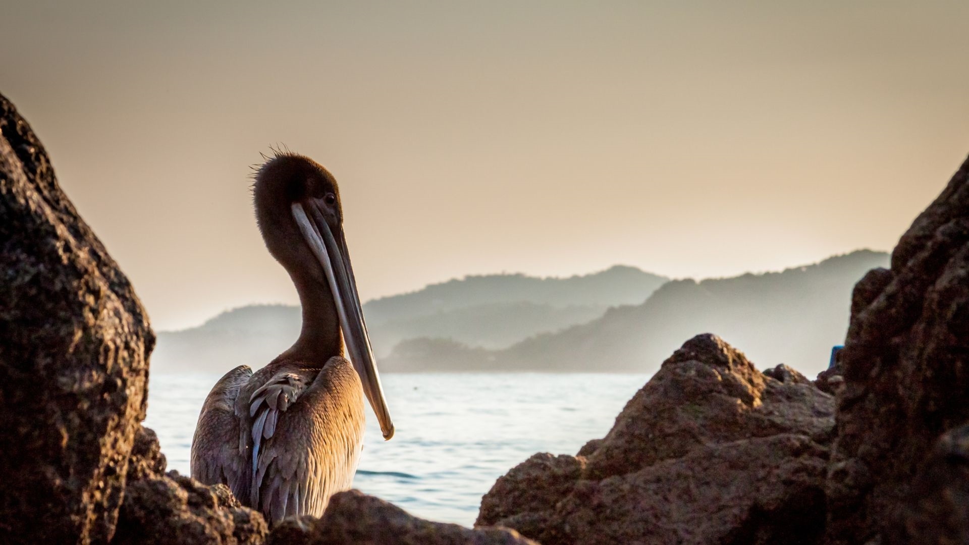 Pelican Background