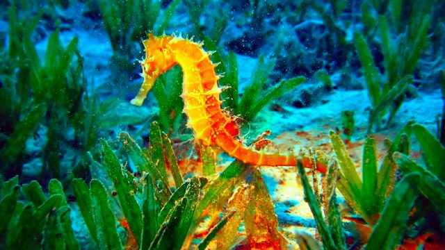 Seahorse Picture