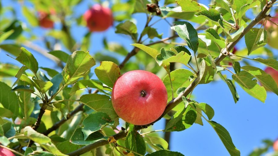 11 Apple Tree Wallpapers - Wallpaperboat