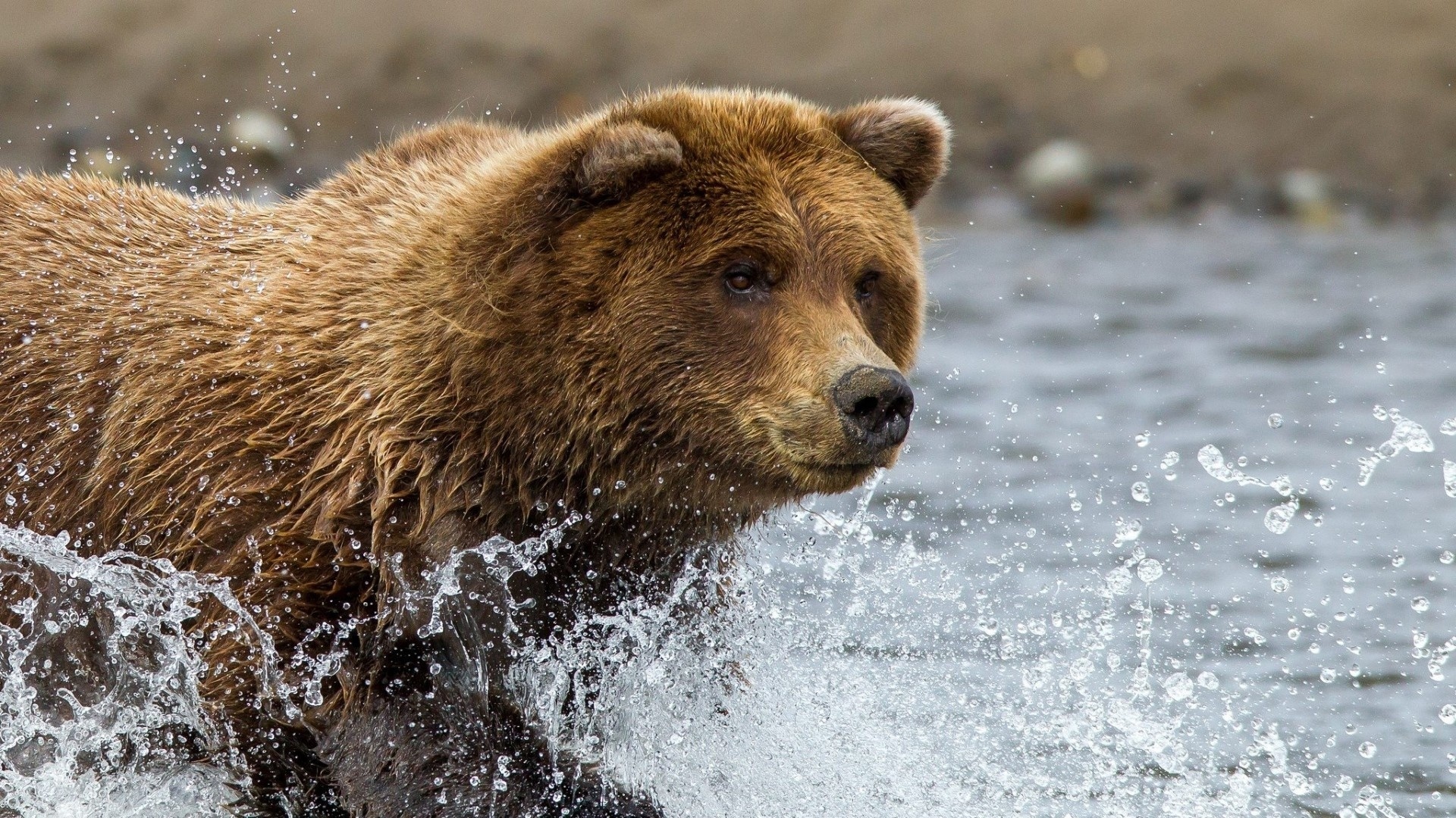 Brown Bear Picture