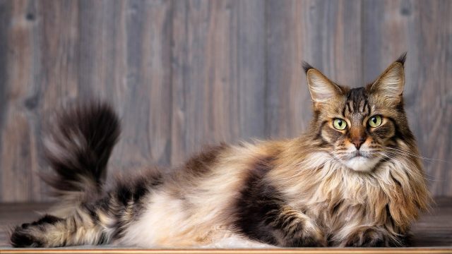 22 Maine Coon Cat Wallpapers - Wallpaperboat