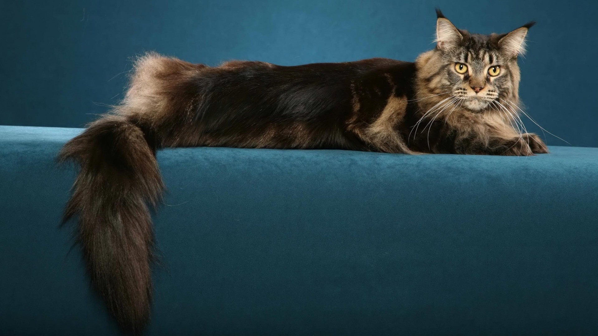 Maine Coon Cat Picture
