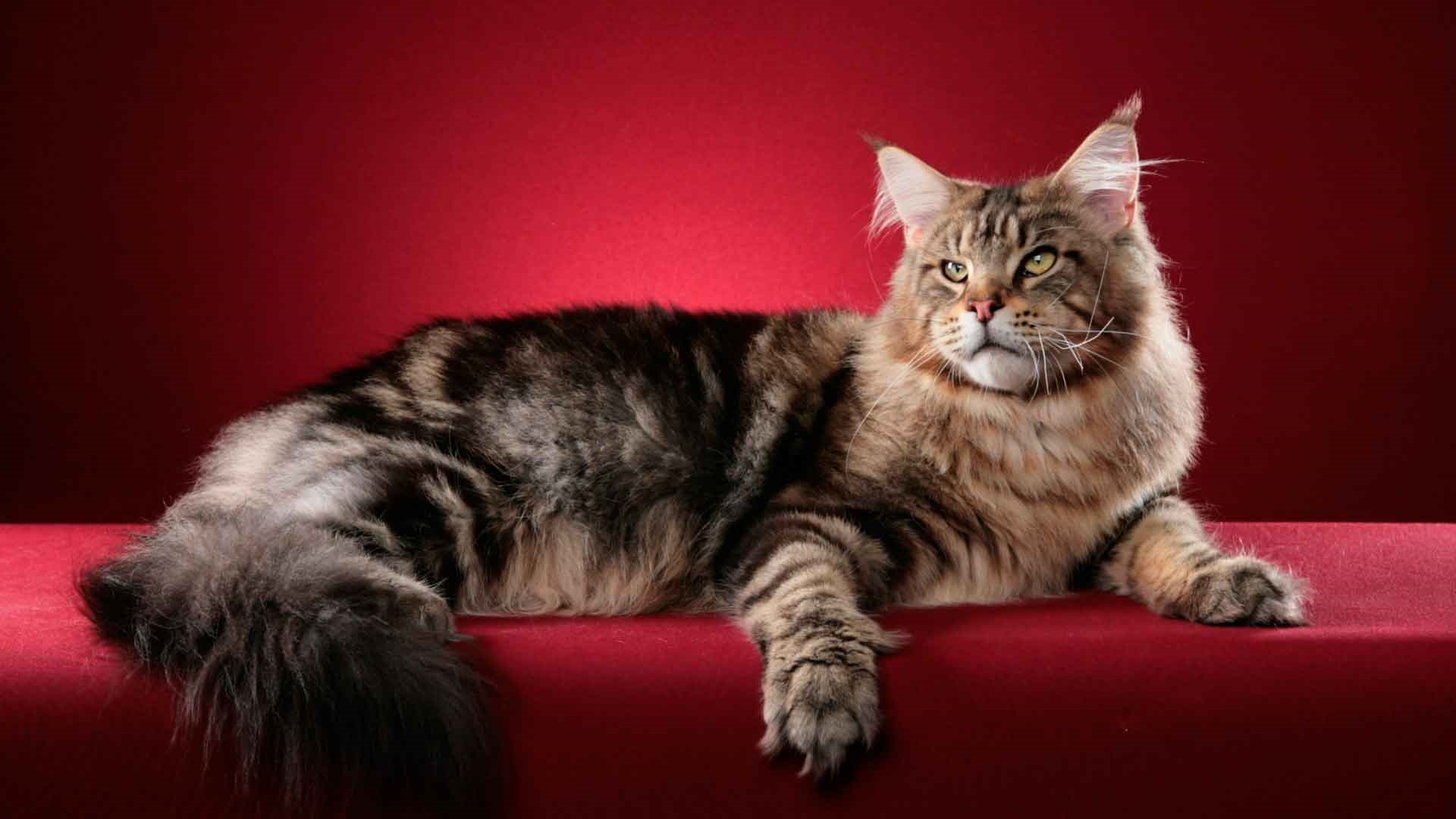 Maine Coon Cat Background
