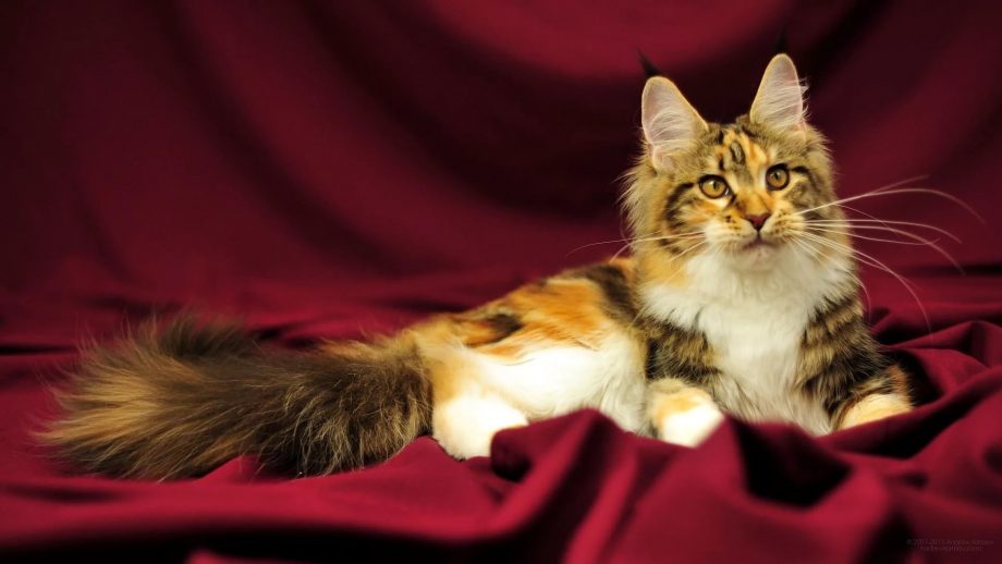 22 Maine Coon Cat Wallpapers - Wallpaperboat