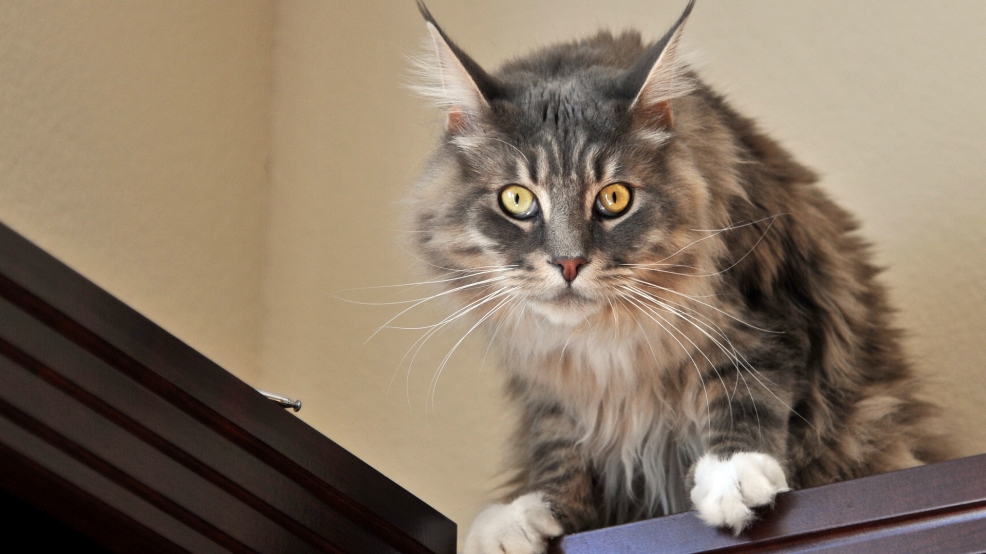 Maine Coon Cat Wallpaper theme