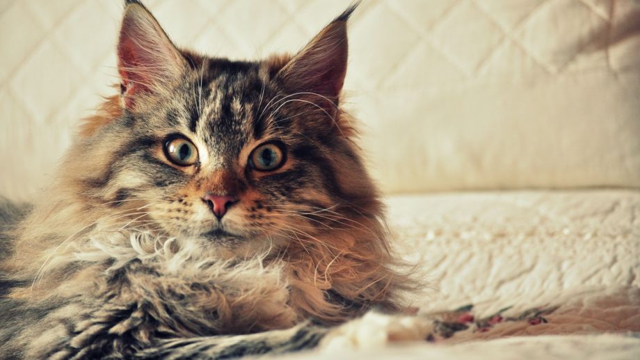 22 Maine Coon Cat Wallpapers - Wallpaperboat