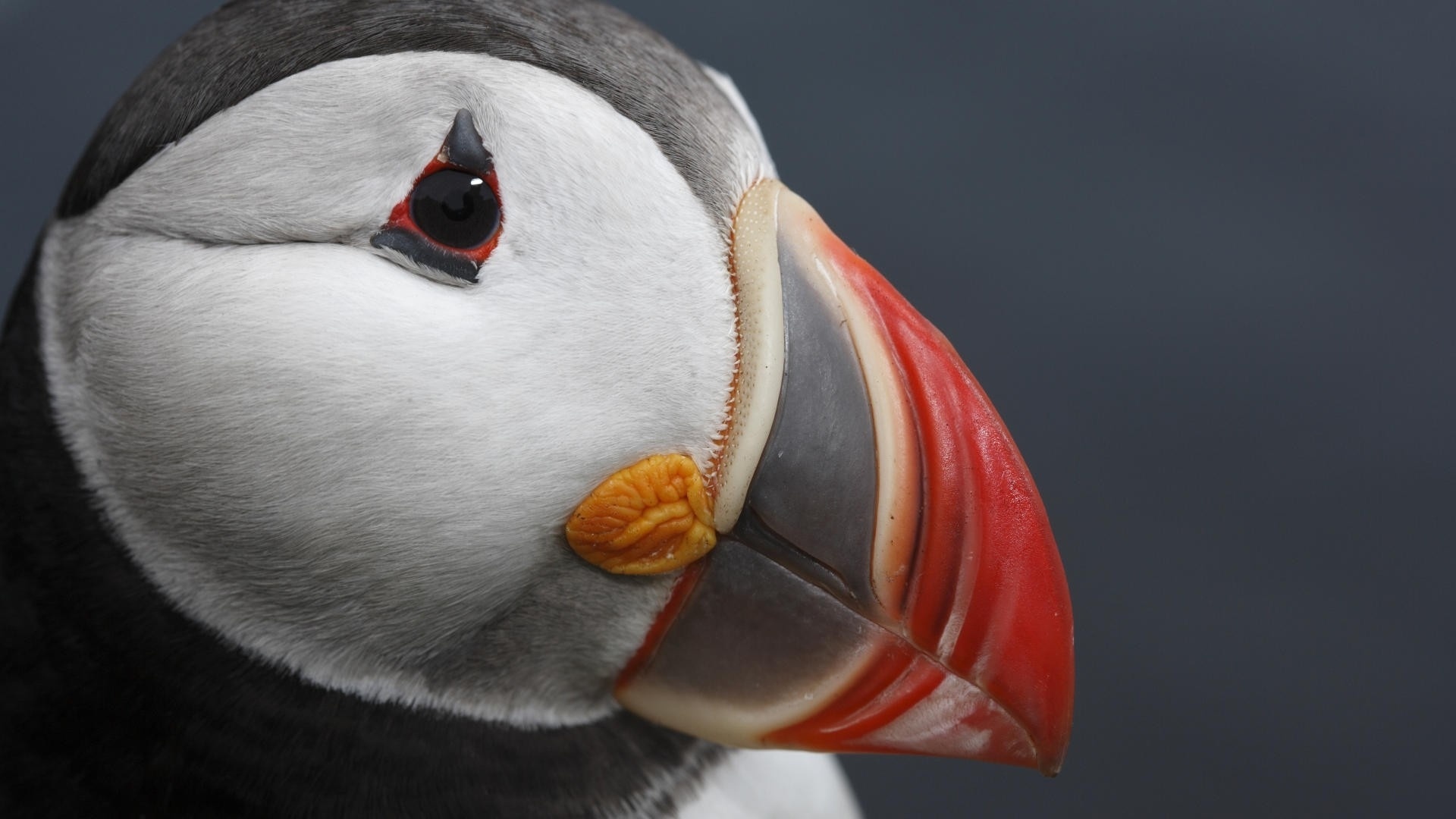 Puffin Image