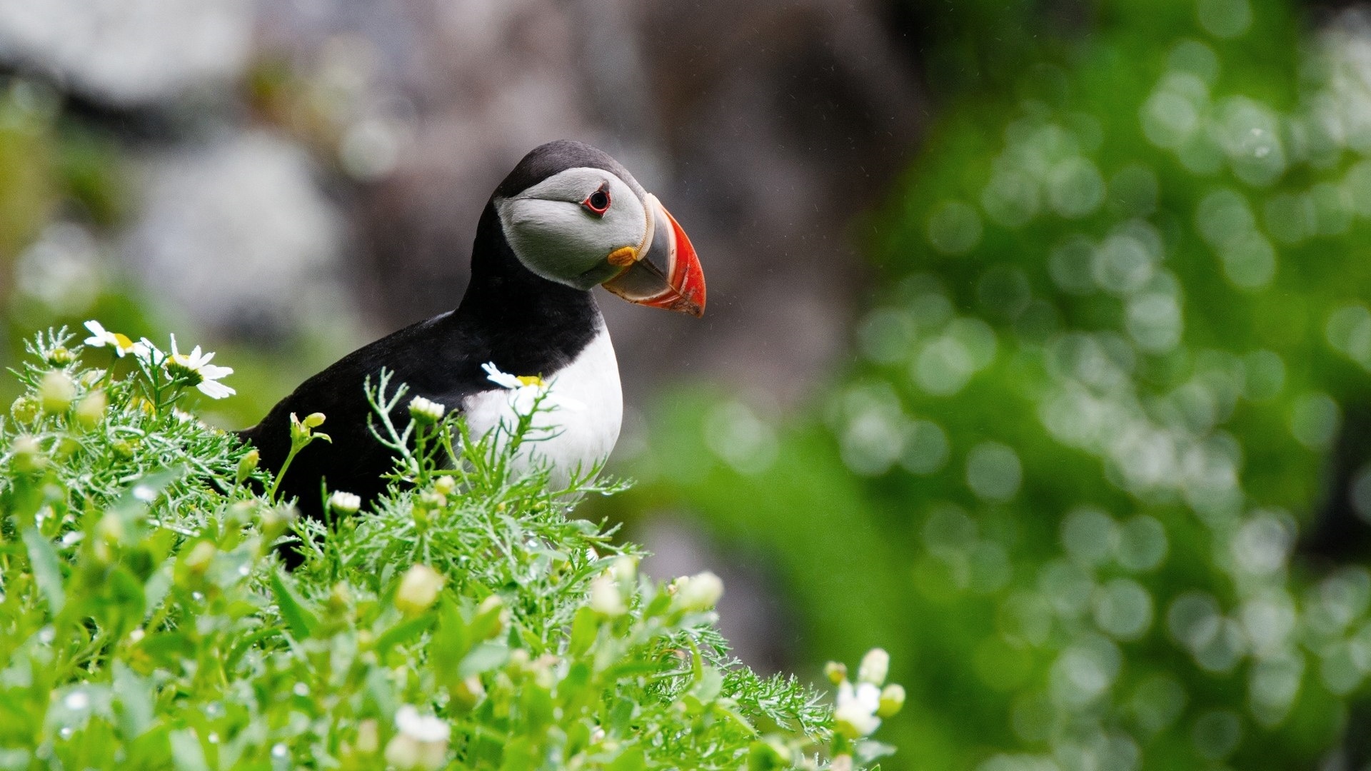 Puffin Pic