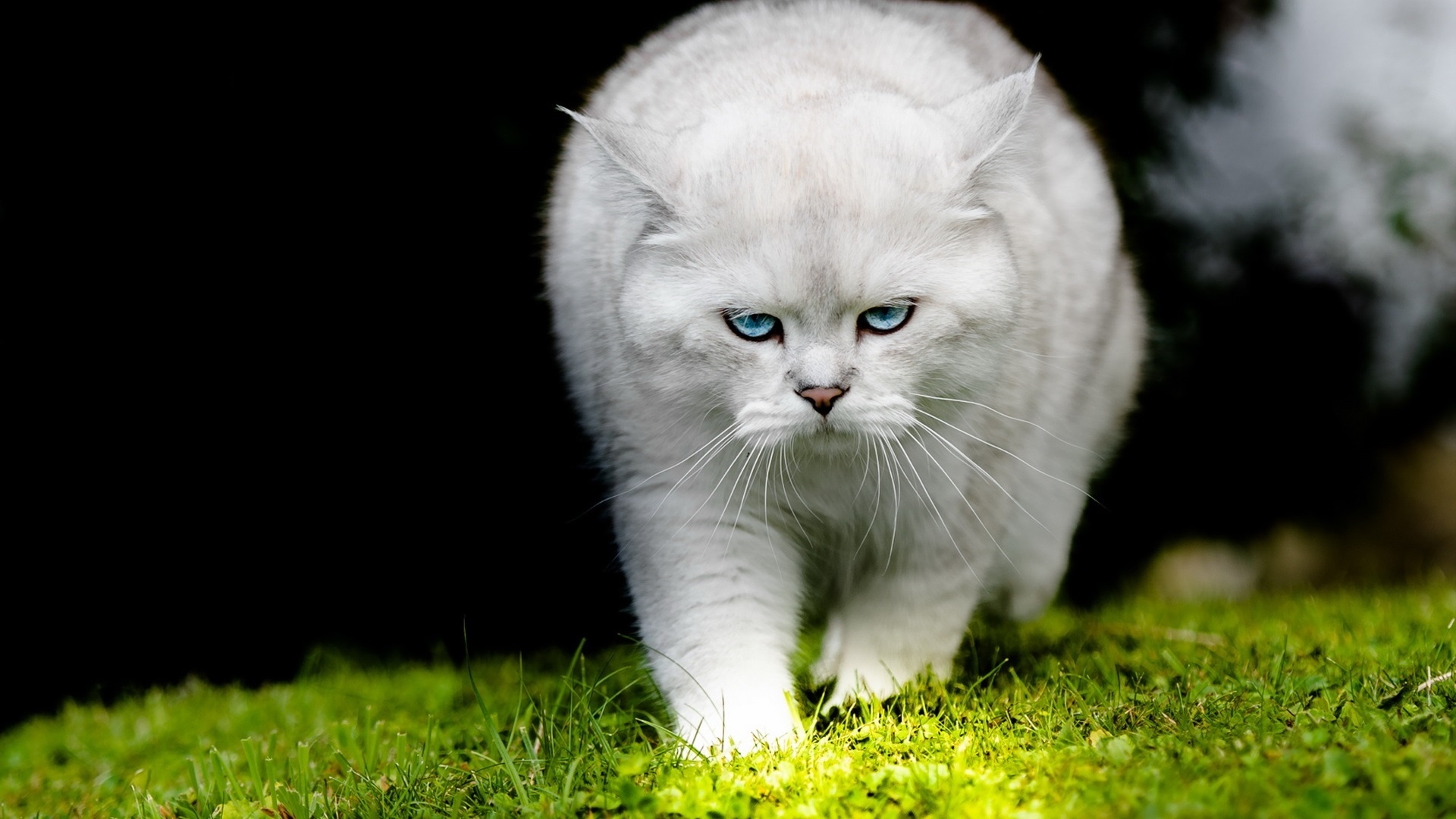 White Cat Image