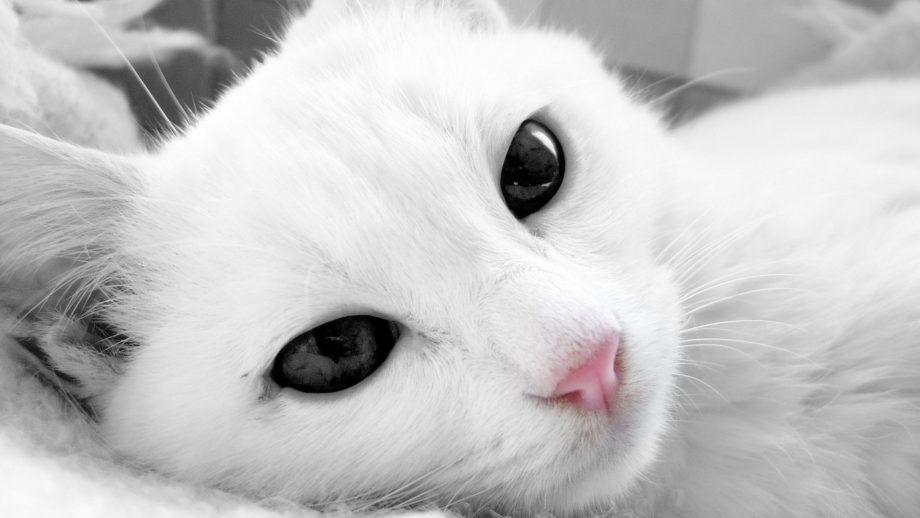 20 White Cat Wallpapers - Wallpaperboat