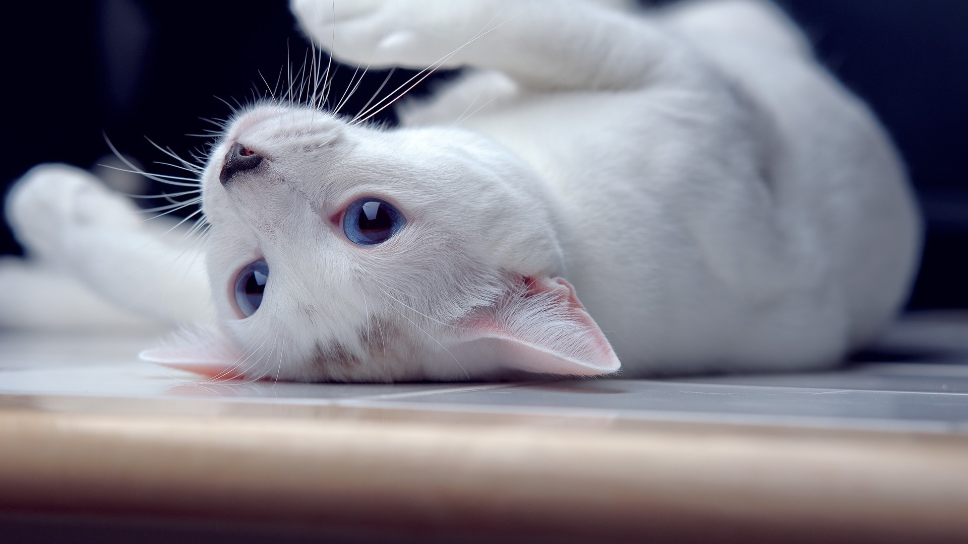 White Cat Picture