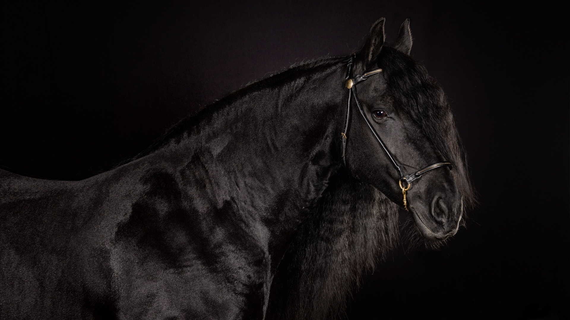 Black horse portrait free image - № 36657